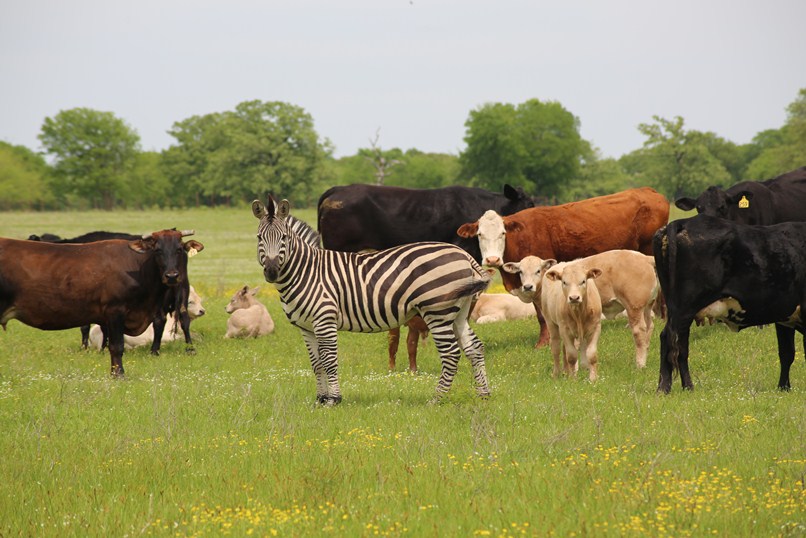 a zebra and cows