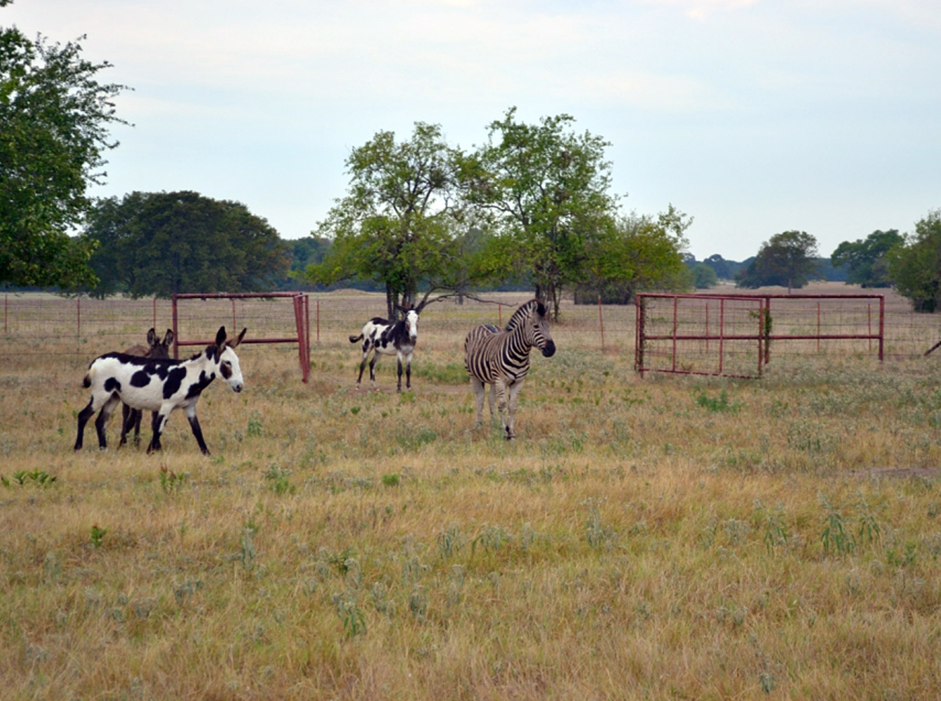 a zebra and ponies