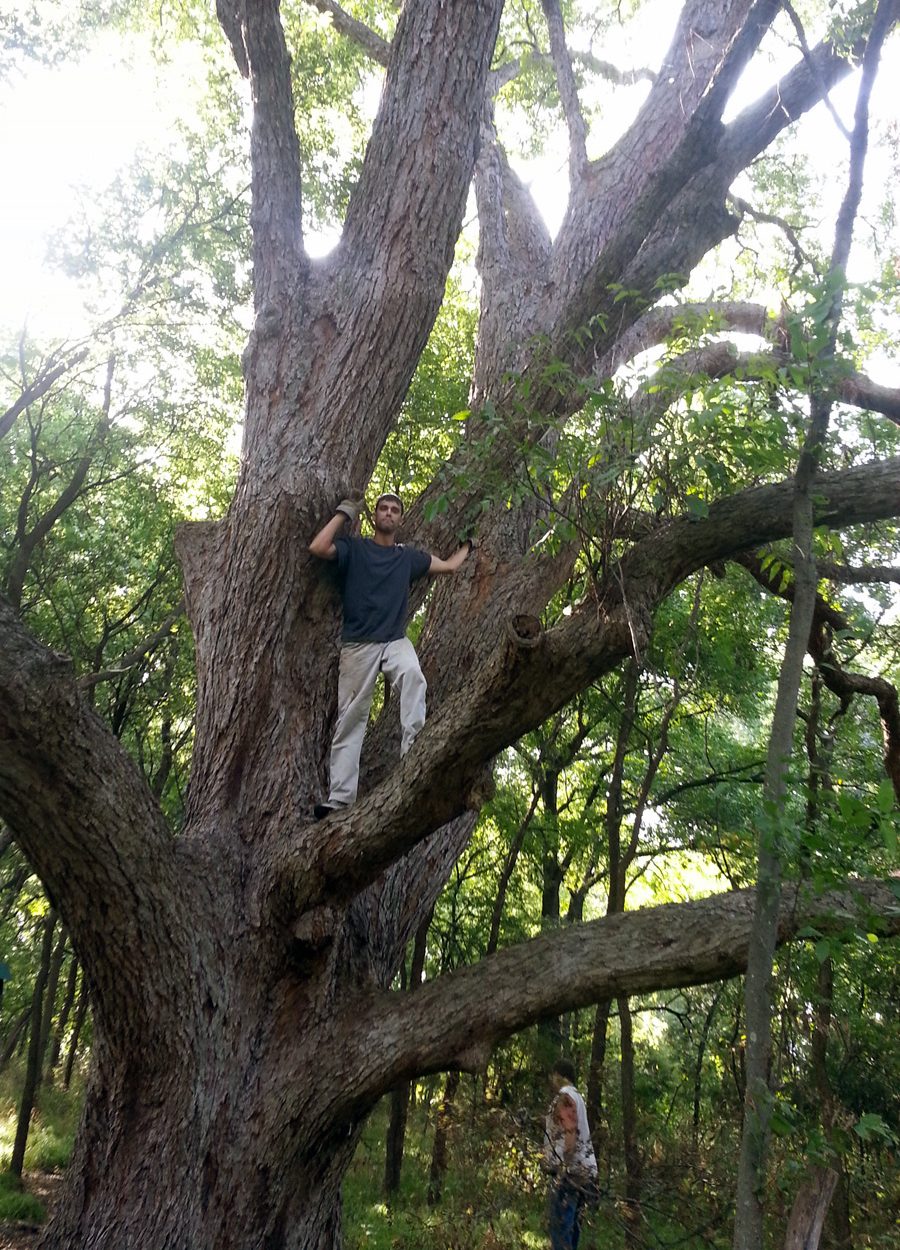 a man who climbed a pecan tree