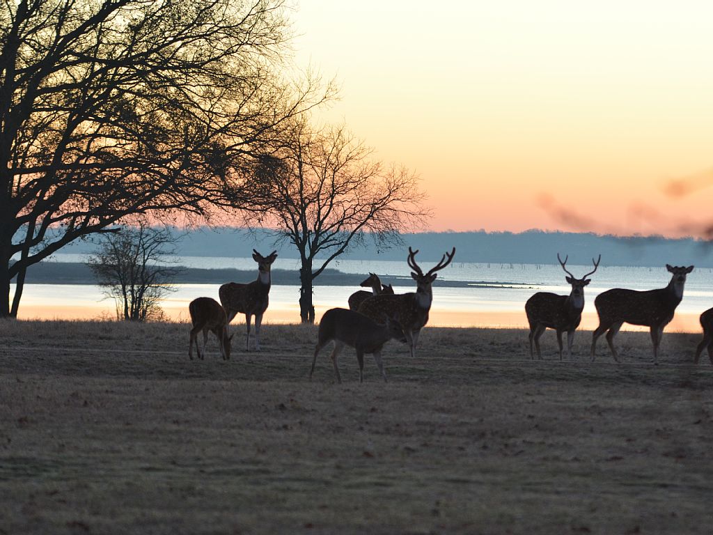 a herd of deer near the lake
