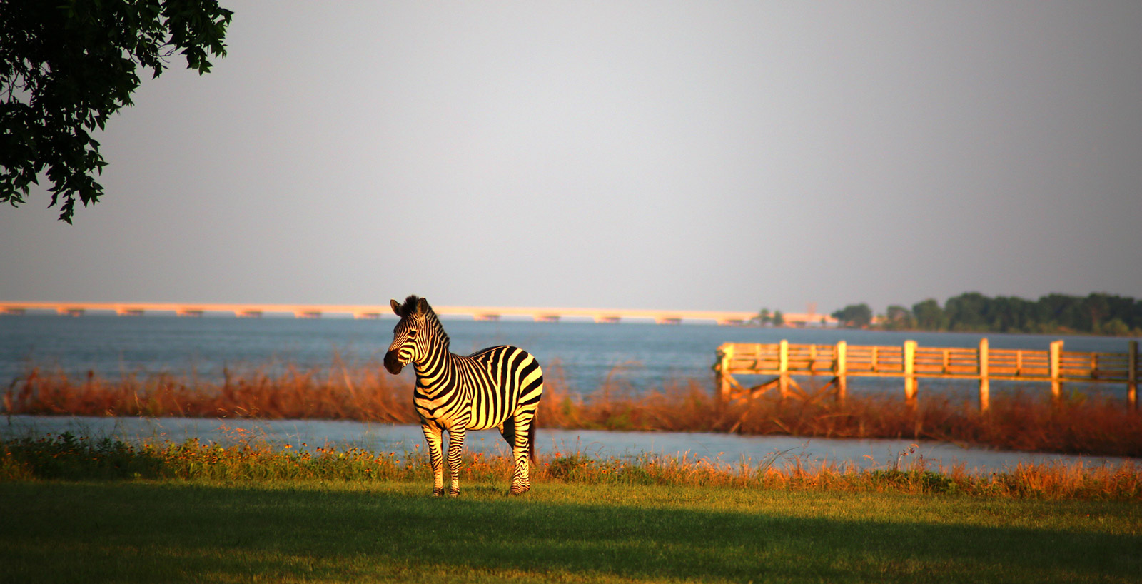 a zebra with the peninsula at the background